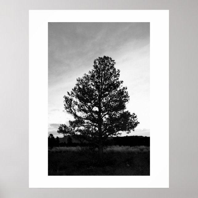 Pinyon Träd Silhouette Poster (Framsidan)