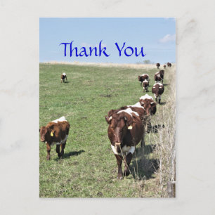 Pinzgauer Cattle 8371 blank Postcard- anpassa Vykort