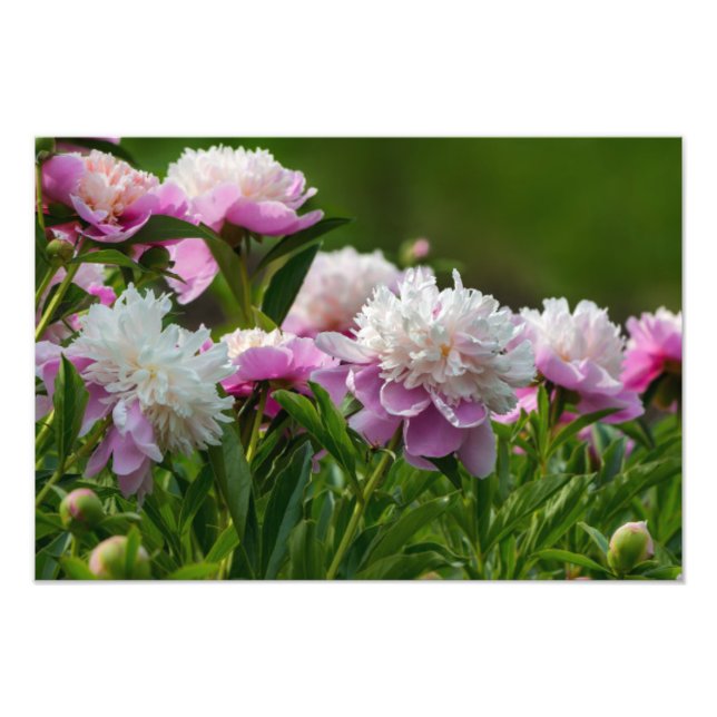 Pion Foto Print (Framsidan)