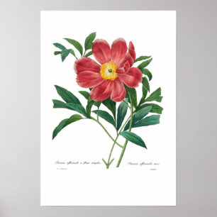Pion Poster