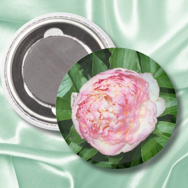 Pion redo för blomning magnet (Skapare uppladdad)