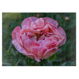 Pion, Rosa Blomma Fotografi