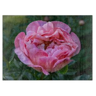 Pion, Rosa Blomma Fotografi