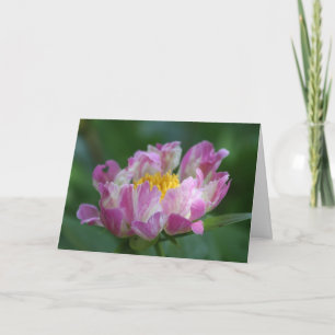 Pion "rosa Spritzer ", Kort