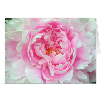 Pion 'Sarah Bernhardt Hälsningskort