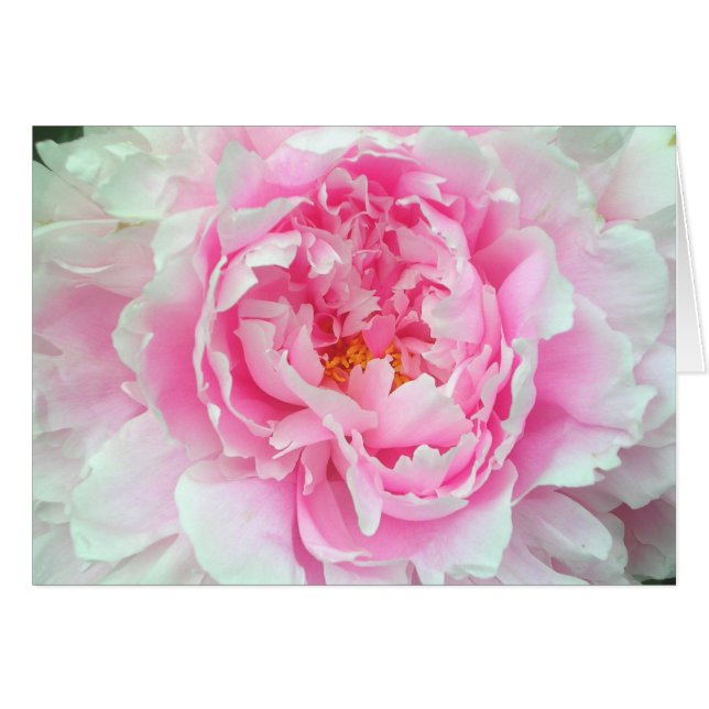 Pion 'Sarah Bernhardt Hälsningskort (Framsidan Horizontal)