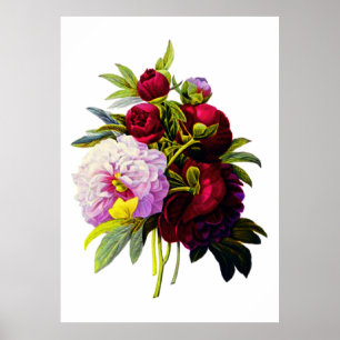 Pioner av Pierre Joseph Redoute Poster