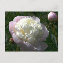 Pioner i rosa och krämfärg på vykort
