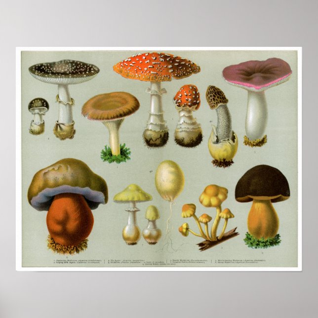 Piosonous Fungi - Svampar och Toadstools Poster (Framsidan)