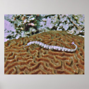 Pipefish on Brain Coral Poster