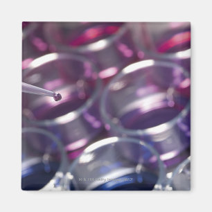 Pipette och petri disk med vätskor magnet