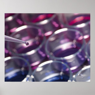 Pipette- och petriskålar med vätskor poster