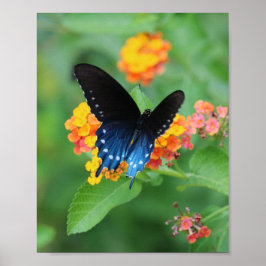 Pipevine/Blue Swallowtail Butterfly på en blomma Poster
