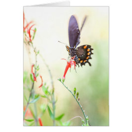 Pipevine butterfly i eftermiddagsljus hälsningskort