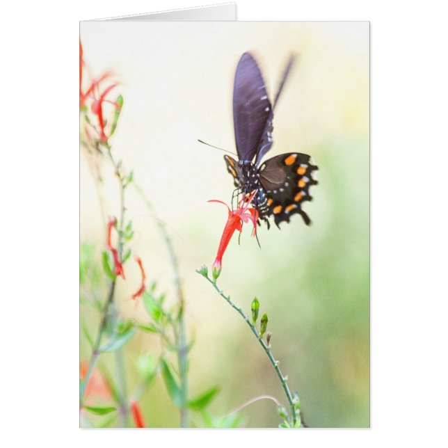 Pipevine butterfly i eftermiddagsljus hälsningskort (Framsidan)