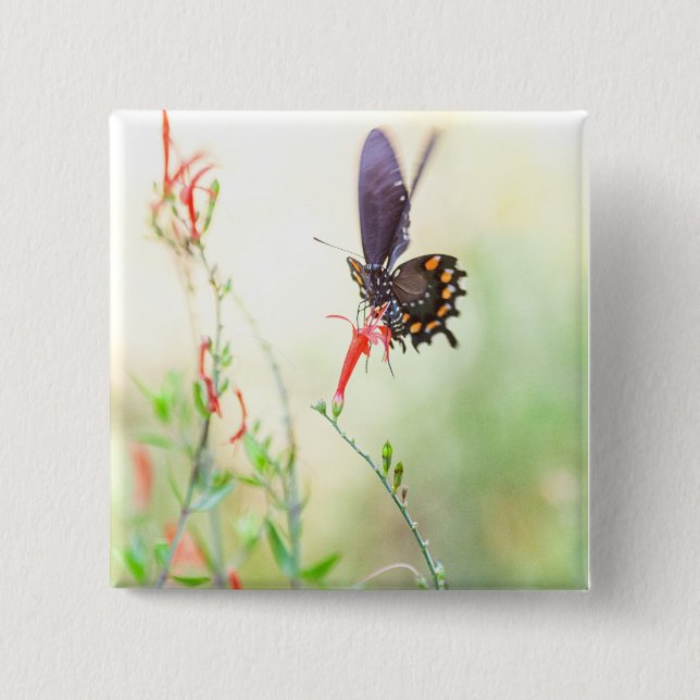 Pipevine butterfly i eftermiddagsljus knapp (Framsida)