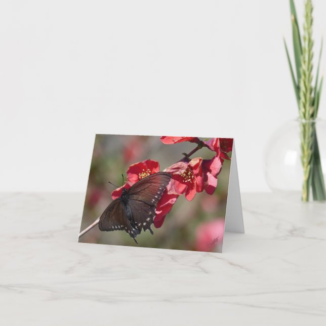 Pipevine Swallow Card Kort (Framsida)