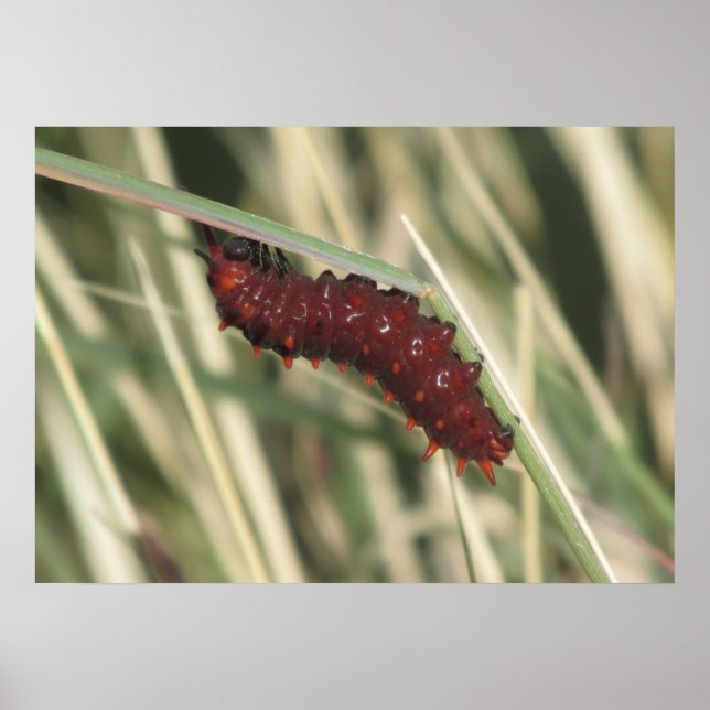 Pipevine Swallowtail Butterfly Caterpelare Poster (Framsidan)