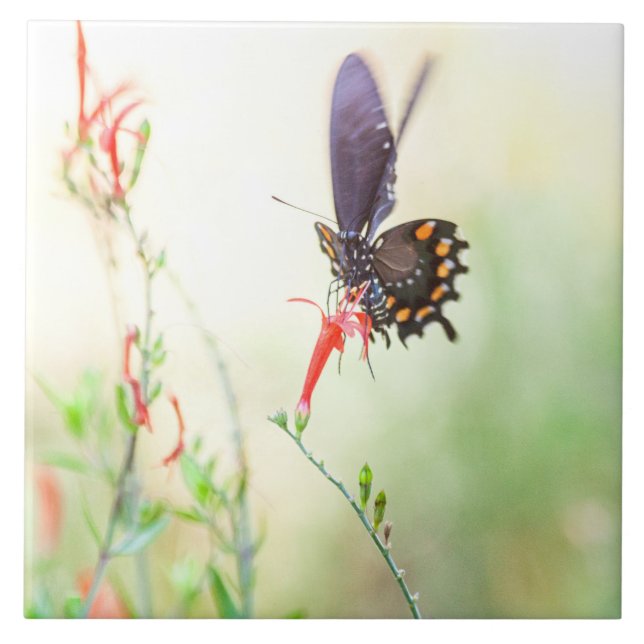 Pipevine Swallowtail butterfly i eftermiddagsljus Kakelplatta (Framsidan)