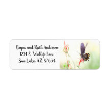 Pipevine Swallowtail butterfly i eftermiddagsljus