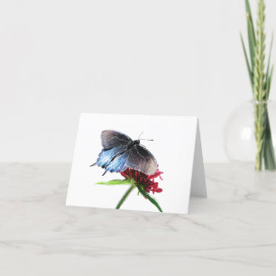 Pipevine Swallowtail Butterfly Kort