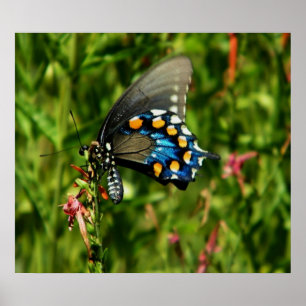 Pipevine swallowtail butterfly print poster