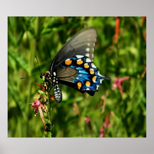 Pipevine swallowtail butterfly print poster (Framsidan)