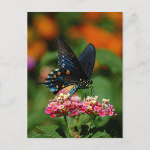 Pipevine Swallowtail Butterfly Vykort
