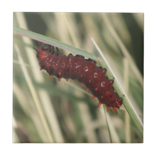 Pipevine Swallowtail fjäril Caterpillar Kakelplatta