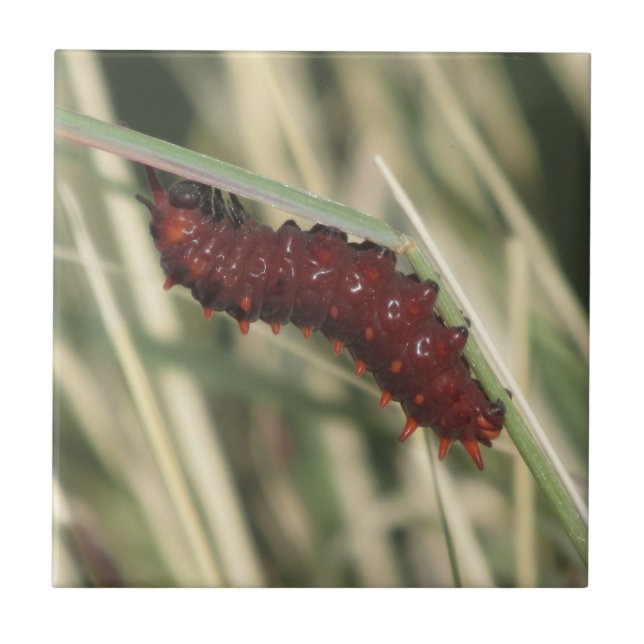 Pipevine Swallowtail fjäril Caterpillar Kakelplatta (Framsidan)