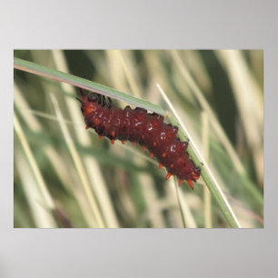 Pipevine Swallowtail fjäril Caterpillar Poster