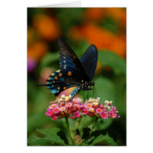 Pipevine Swallowtail fjäril Hälsningskort