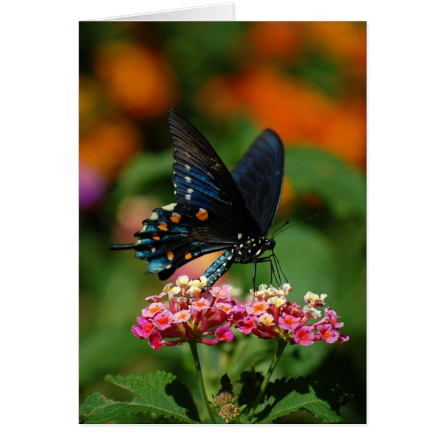 Pipevine Swallowtail fjäril Hälsningskort (Framsidan)