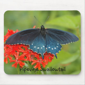 Pipevine Swallowtail Musmatta