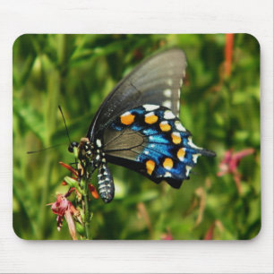 Pipevine Swallowtail Musmatta