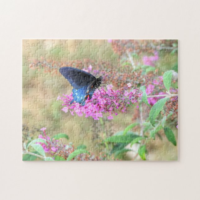 Pipevine Swallowtail on Butterfly Bush Pussel (Horisontell)