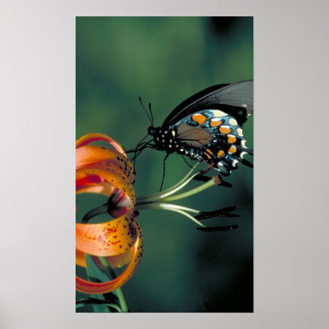 Pipevine Swallowtail Poster (Framsidan)
