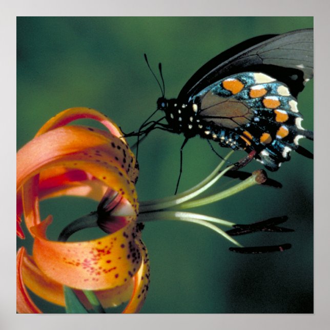 Pipevine Swallowtail Poster (Framsidan)