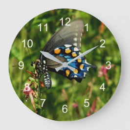 Pipevine Swallowtail Stor Klocka
