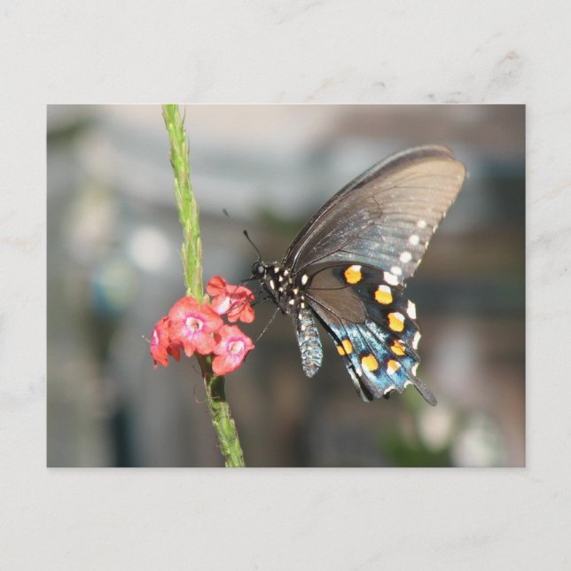 Pipevine-vykort Vykort (Framsida)