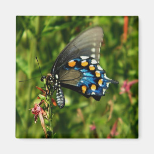 pipevineswallowtailmagnet magnet