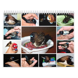 Pipi den förtjusande finchen kalender