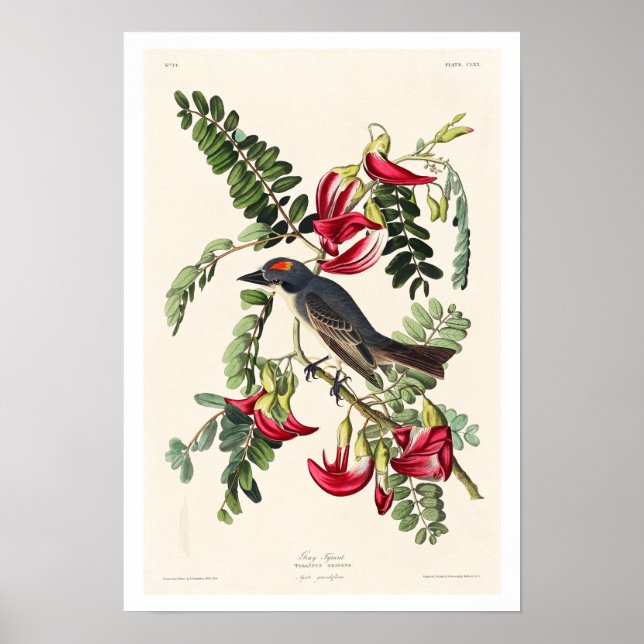 Piping Flycatcher by Audubon Poster (Framsidan)
