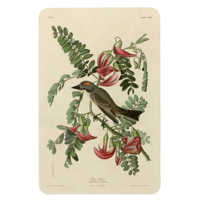 Piping Flycatcher från Audubon's Birds of America Magnet (Vertikal)