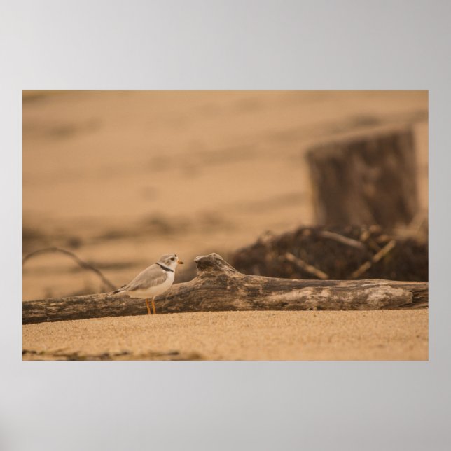 Piping Plover 36 x 24 Värdeaffisch Papper (Matte) Poster (Framsidan)