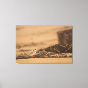 PIPING PLOVER 36 X 24 WRAPPED CANVAS-SKRIVNING CANVASTRYCK