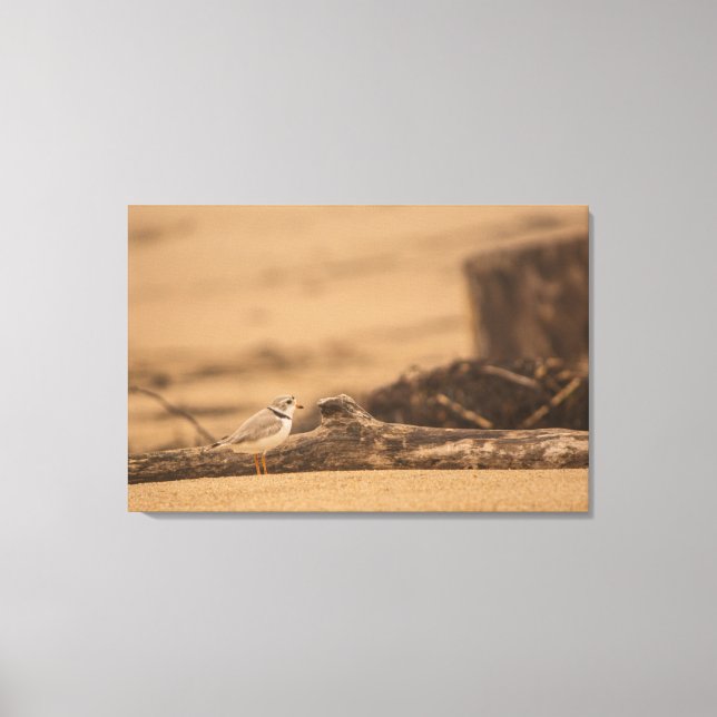 PIPING PLOVER 36 X 24 WRAPPED CANVAS-SKRIVNING CANVASTRYCK (Framsida)