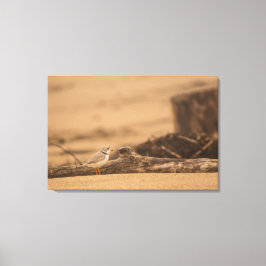 PIPING PLOVER 36 X 24 WRAPPED CANVAS-SKRIVNING CANVASTRYCK