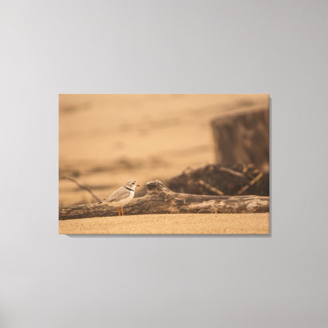 PIPING PLOVER 36 X 24 WRAPPED CANVAS-SKRIVNING CANVASTRYCK (Framsida)