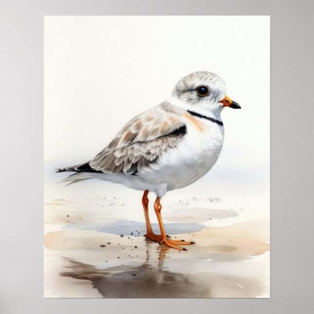 Piping Plover Bird Art Print Poster (Framsidan)